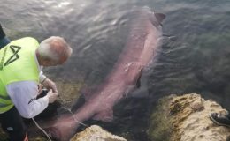 Mersin’de 4 metrelik camgöz köpek balığı kıyıya vurdu