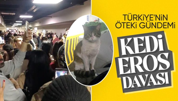 İstanbul’da Eros isimli kediyi öldürülmüştü: İbrahim Keloğlan hakim karşısında! Hayvanseverler akın etti