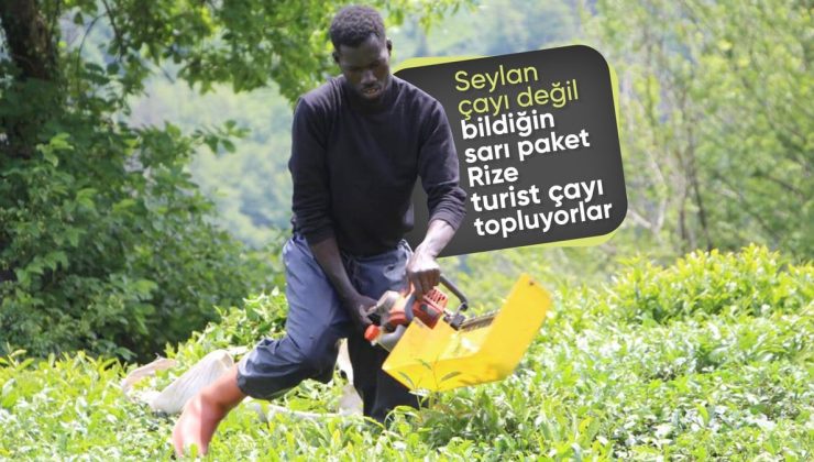 Doğu Karadeniz’de çay bahçelerinin yeni işçileri Senegalliler